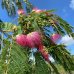Albízia ružová (Albizia Julibrissin) ´OMBRELLA´ - výška 220-250 cm, obvod kmeňa: 6/8 cm, kont. C18L
